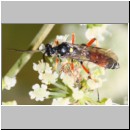 Ctenichneumon panzeri - Schlupfwespe m05e 12mm - OS-Hellern Wiese det06.jpg